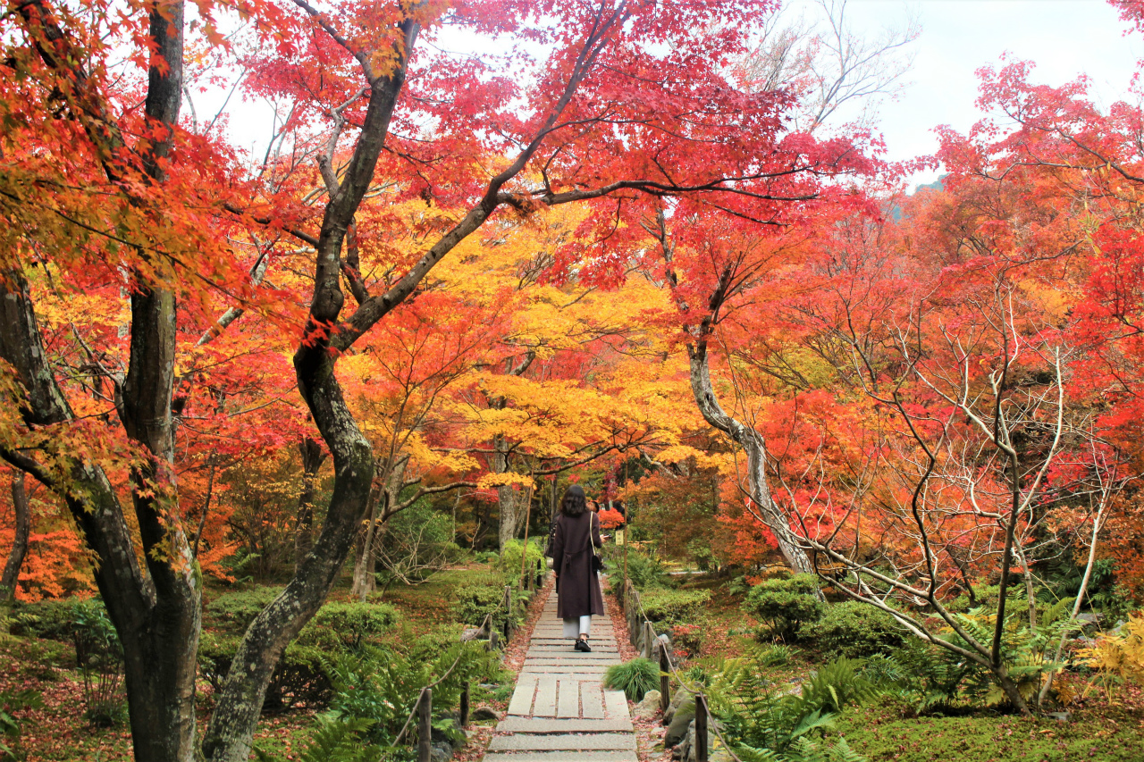 宝筐院（京都・嵐山）の紅葉
