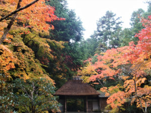法然院（京都）の紅葉