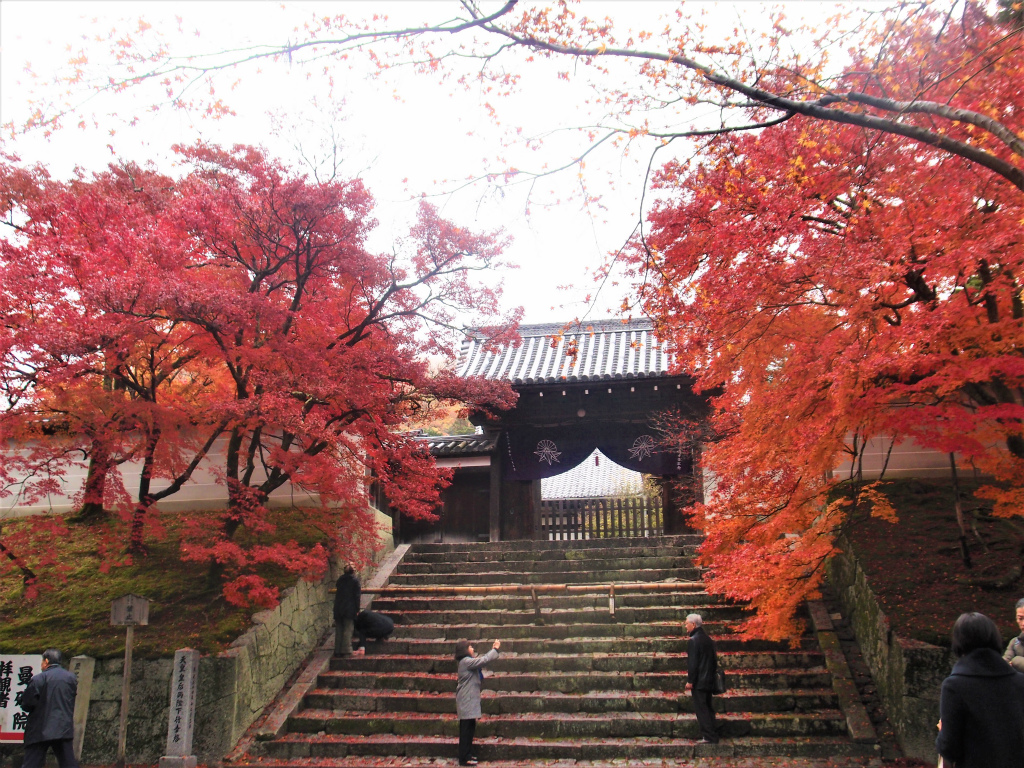現地レポ 曼殊院門跡の紅葉 見頃と見どころ 京都の紅葉ガイド