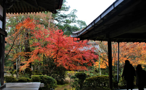 西明寺（京都）の紅葉