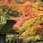 法然院（京都市）の紅葉