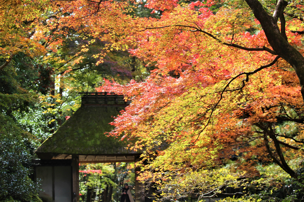 法然院（京都市）の紅葉