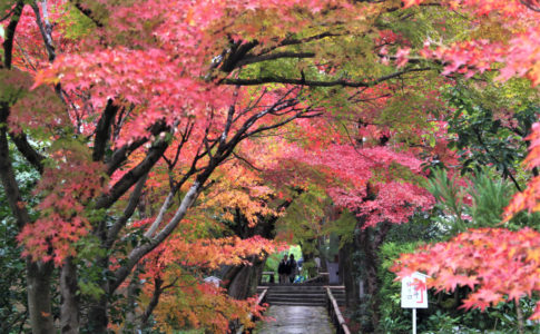 光悦寺の紅葉レポ（京都市）