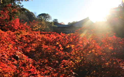 東福寺の紅葉（京都）